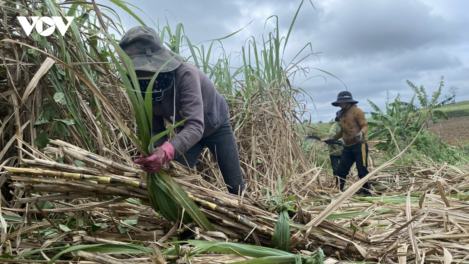 Vùng mía Đông Đắk Lắk nguy cơ trễ vụ thu hoạch vì khó tìm nhân công
