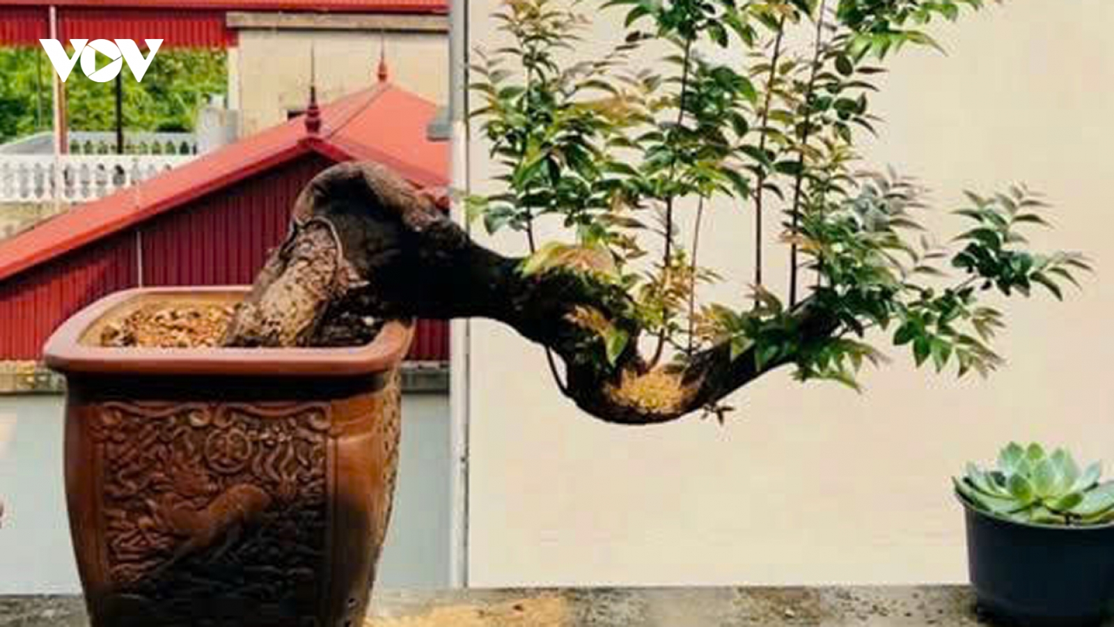 Cây Muội Hồng: Từ vách đá thành “thú chơi” tiền triệu trên bàn trà
