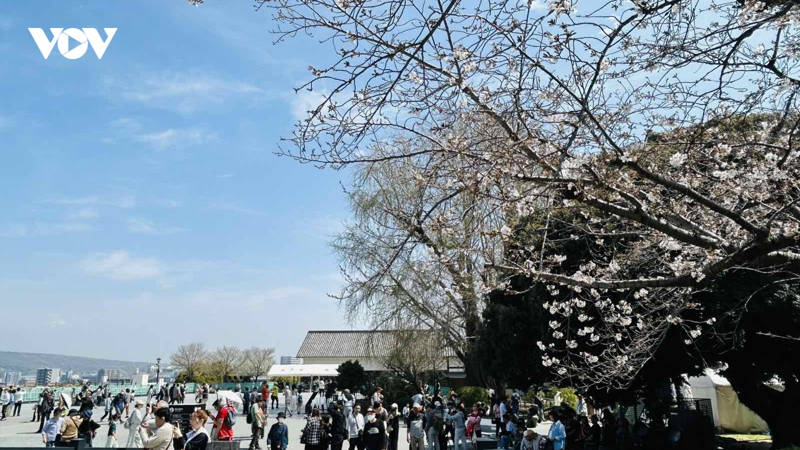 Nhật Bản lộng lẫy và huyền ảo trong mùa hoa anh đào 2026