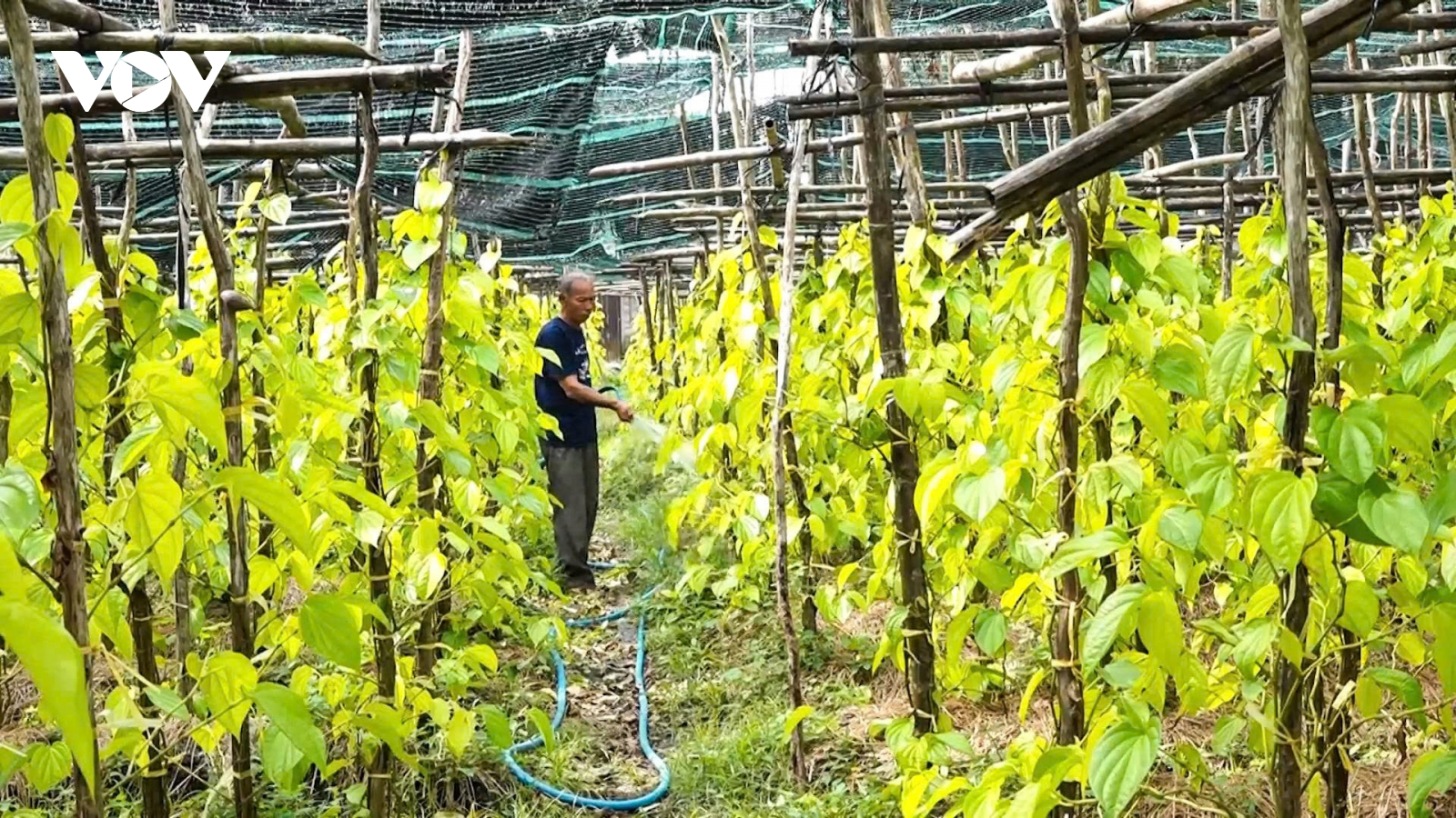 Tiềm năng du lịch cộng đồng tại làng trầu Vị Thủy (Cần Thơ)