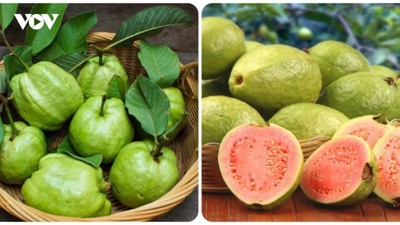 Những người không nên ăn ổi