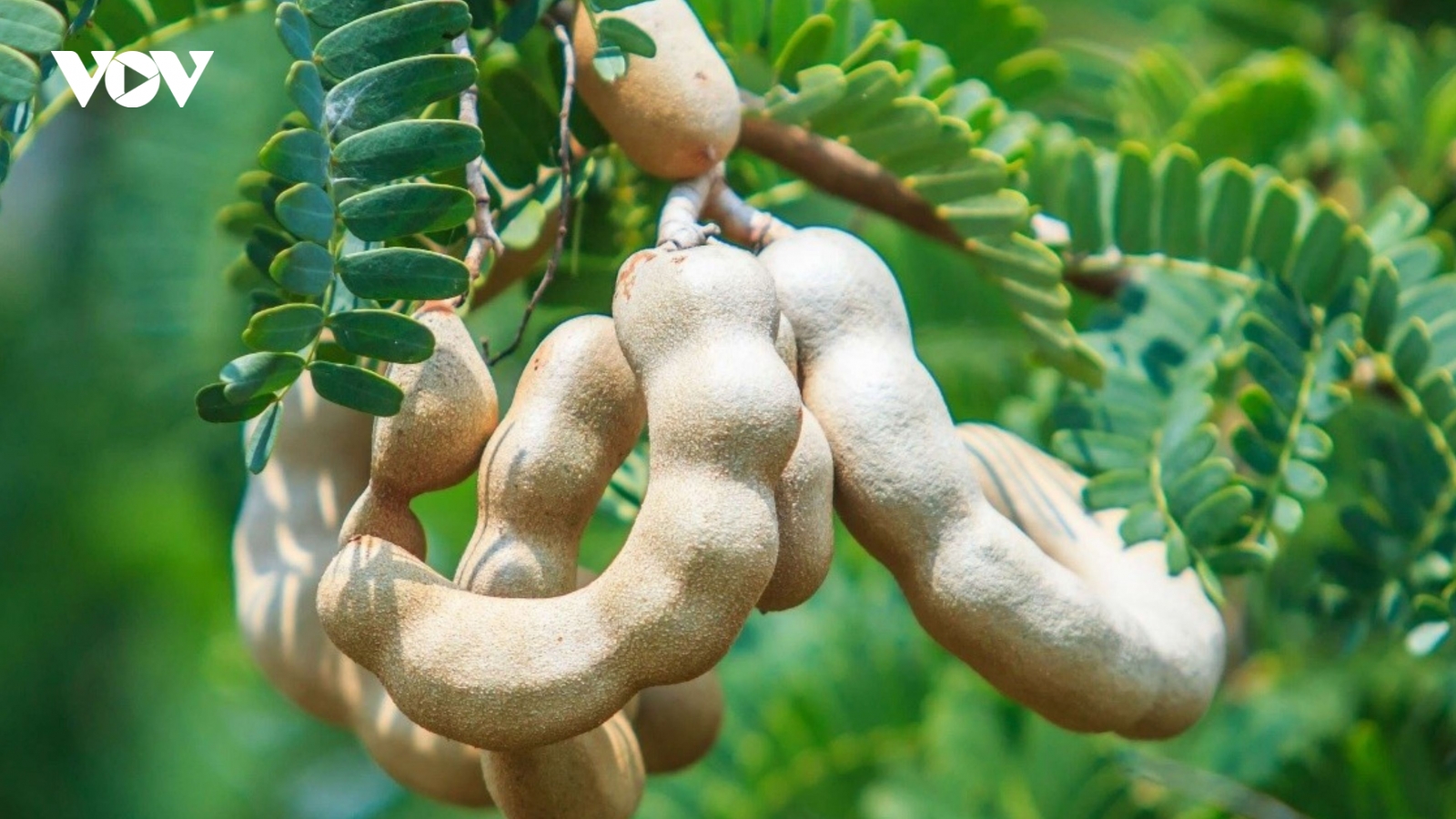 Thứ quả chua ngọt tưởng chỉ ăn cho vui miệng là “thuốc quý” lại bổ đủ đường
