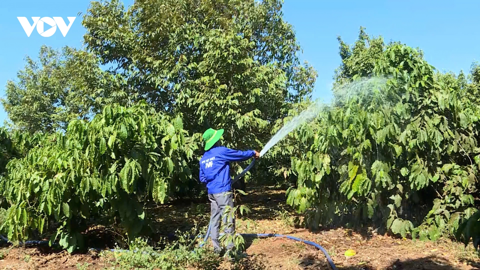 Quy định không bán xăng dầu vào thùng, can gây khó cho nông dân mùa tưới cà phê