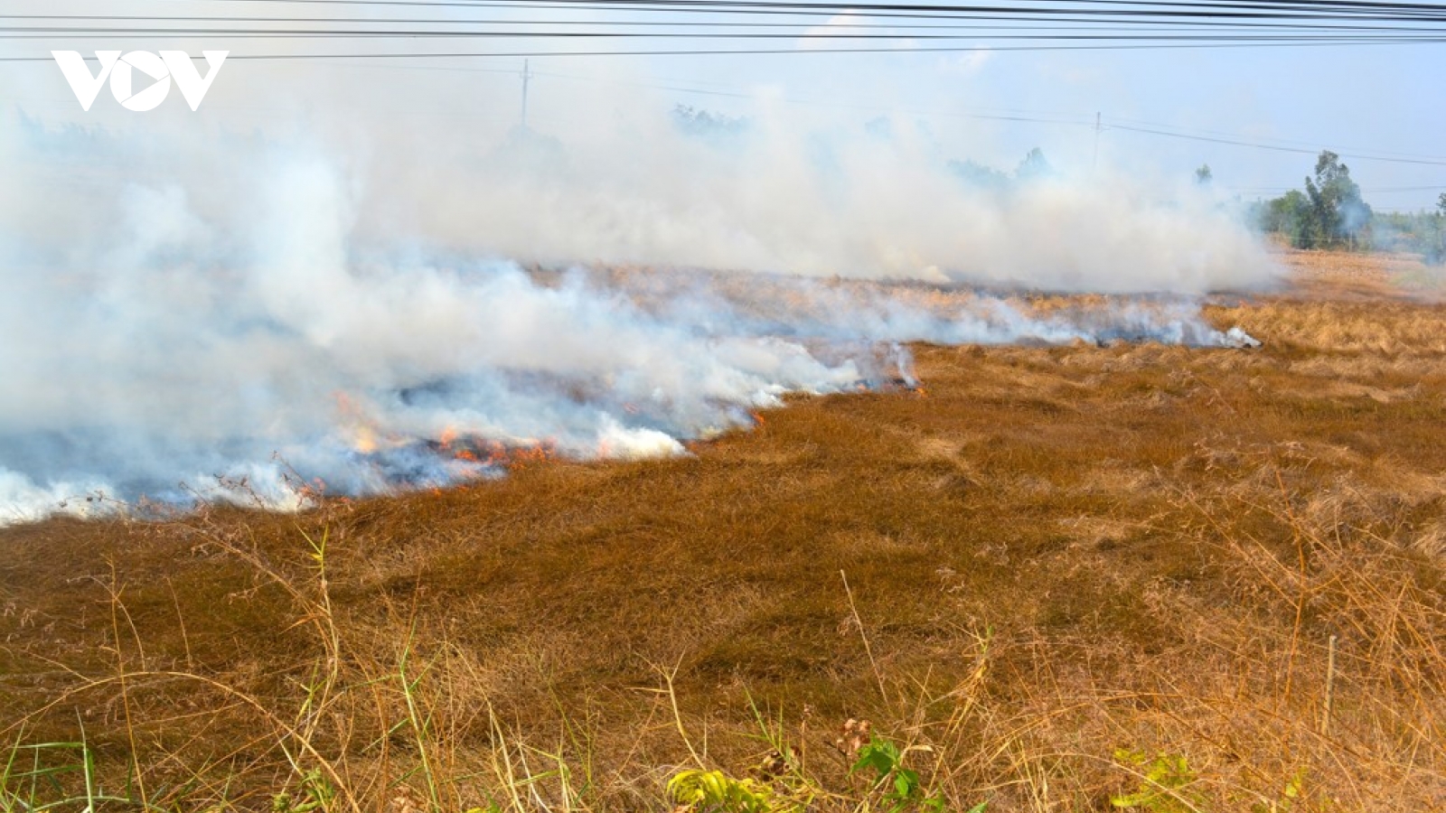 Nông dân bỏ thói quen đốt đồng để trồng lúa chất lượng cao