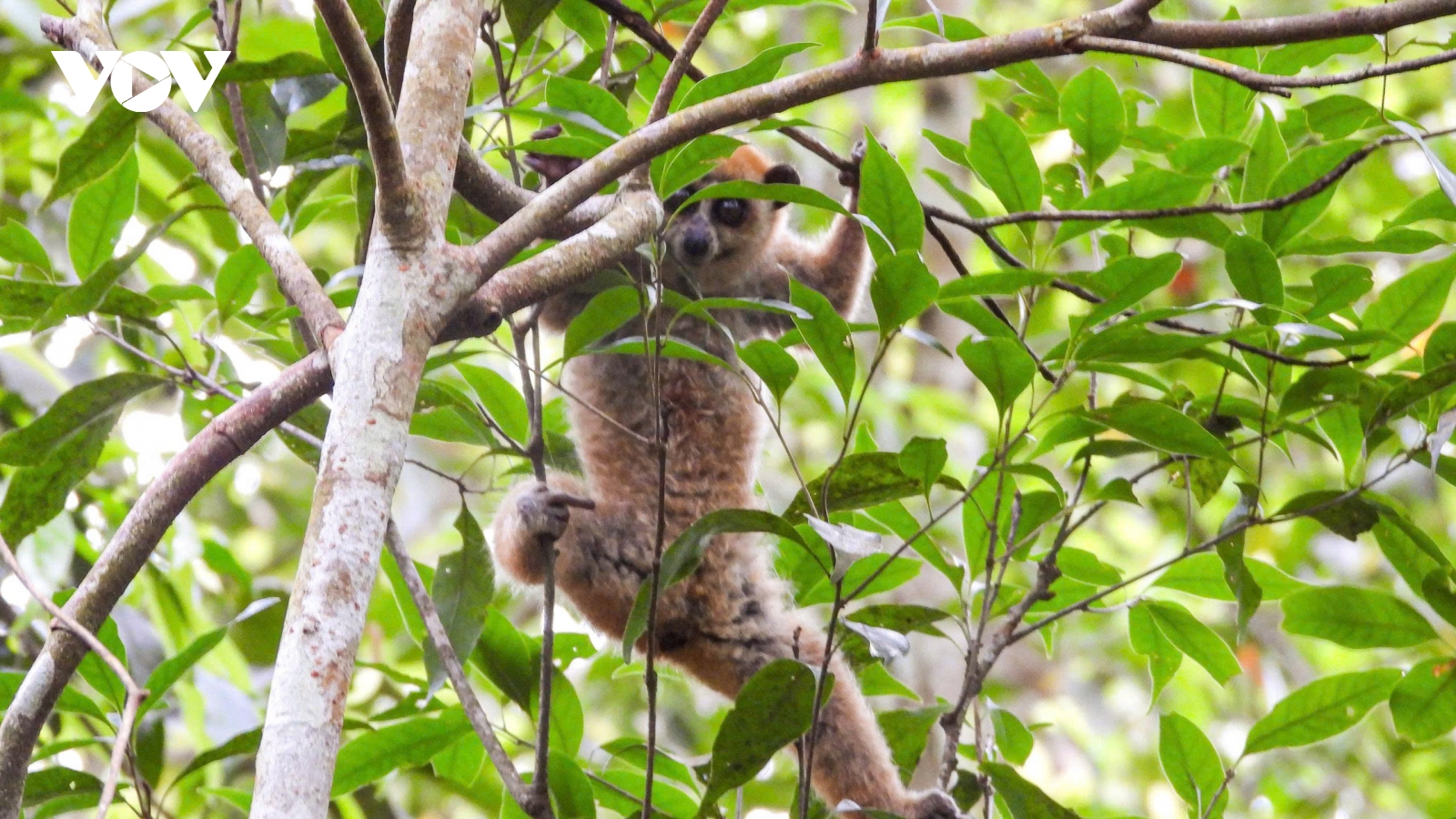 Gia Lai: Thả 17 cá thể động vật rừng về môi trường tự nhiên