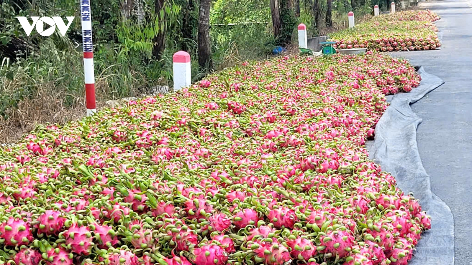 Đồng Tháp: Nhiều loại nông sản dội hàng, sụt giá, nhà nông thua lỗ