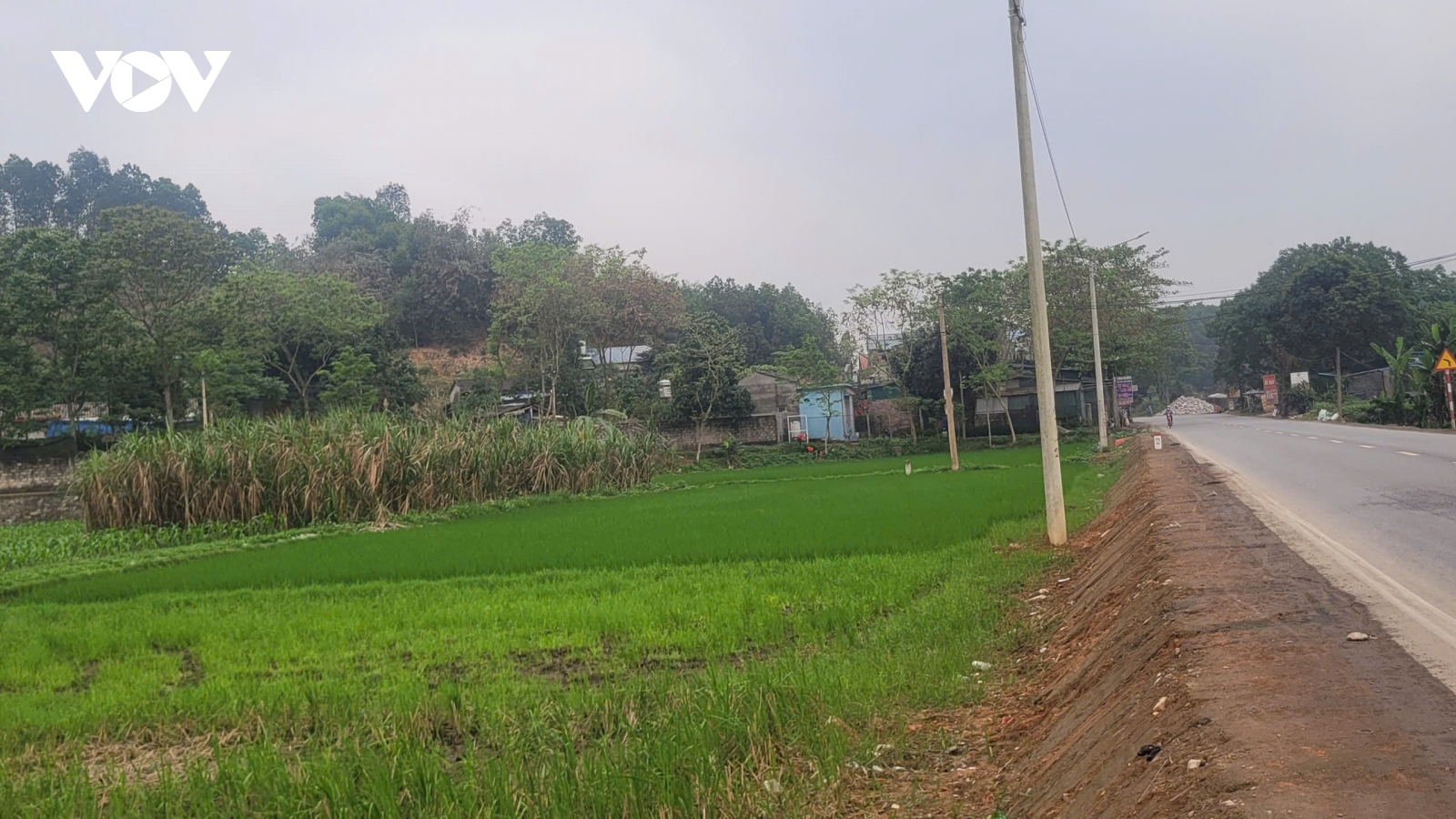 “Lúa thức đêm” dưới ánh đèn cao áp ở Thái Nguyên liệu có gây thất thu?