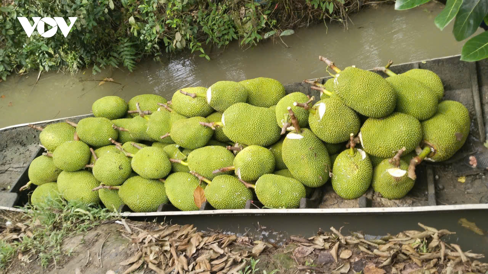 Giá mít giảm thê thảm, người mua thưa thớt