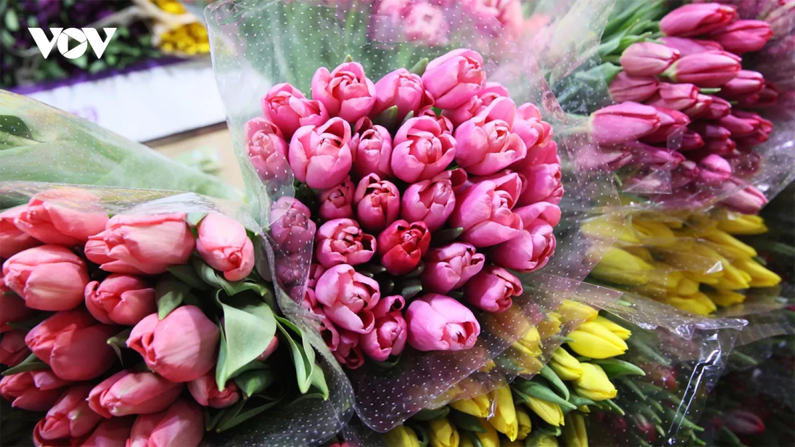 Tulip vẫn là loài hoa được ưa chuộng nhất dịp 8/3 tại Nga
