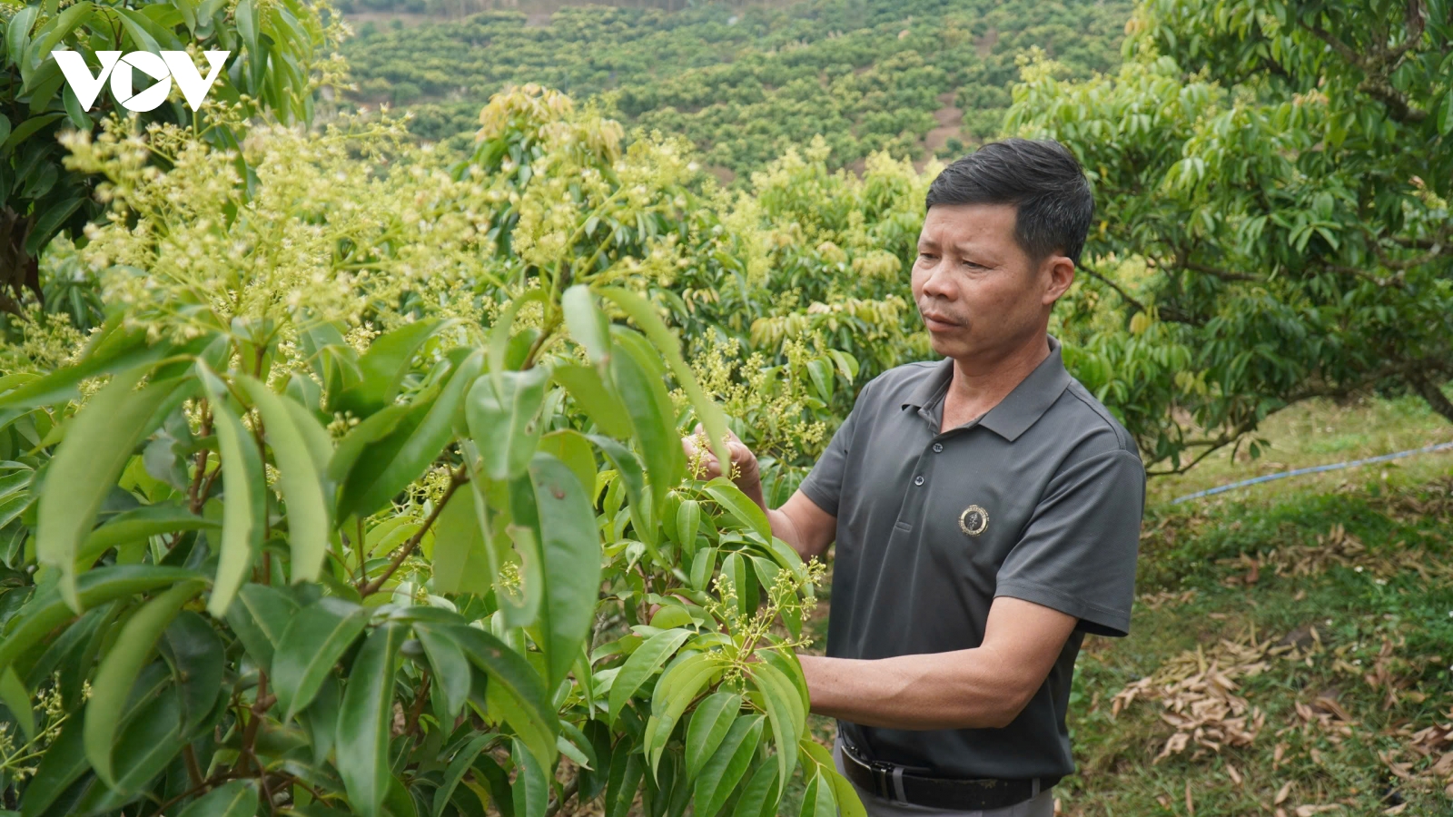 Thủ phủ vải thiều ở Bắc Ninh đứng trước nguy cơ giảm sản lượng