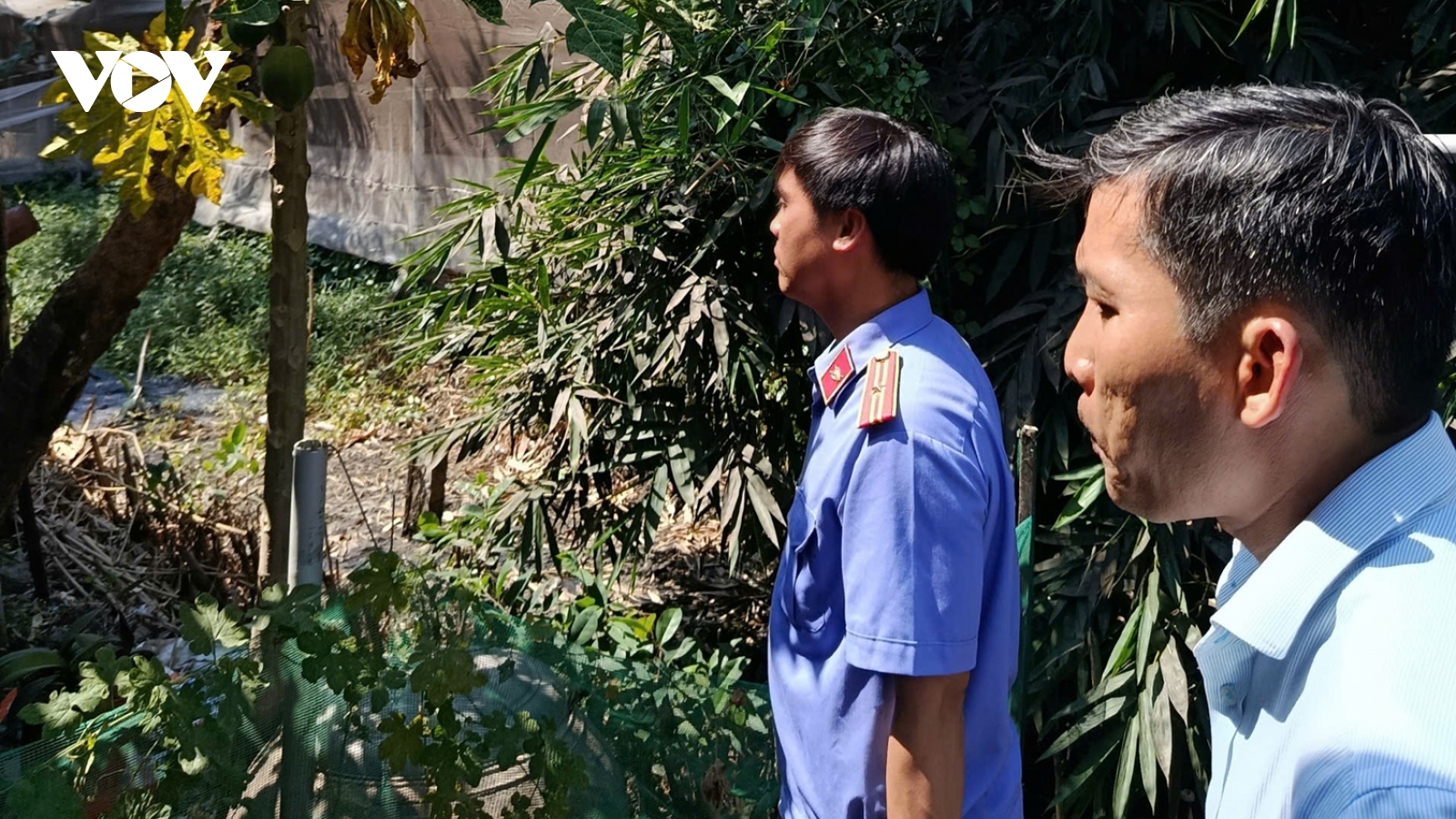 Viện kiểm sát vào cuộc vụ trại chăn nuôi gây ô nhiễm sau phản ánh của VOV