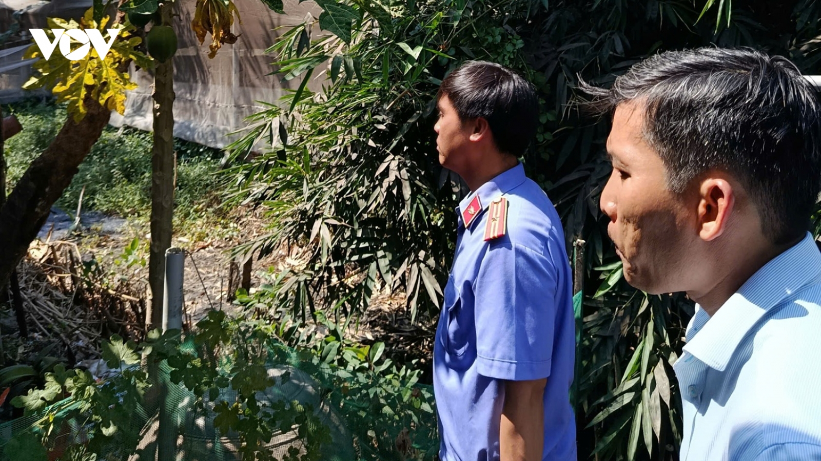 Viện kiểm sát vào cuộc vụ trại chăn nuôi gây ô nhiễm sau phản ánh của VOV