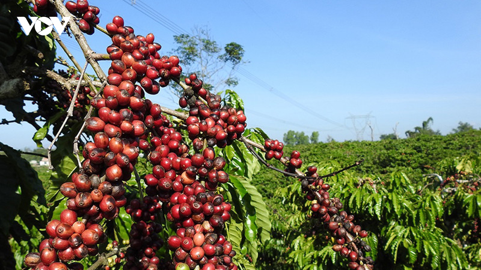 Giá cà phê hôm nay 23/3: Giá cà phê trong nước cao nhất 94.000 đồng/kg