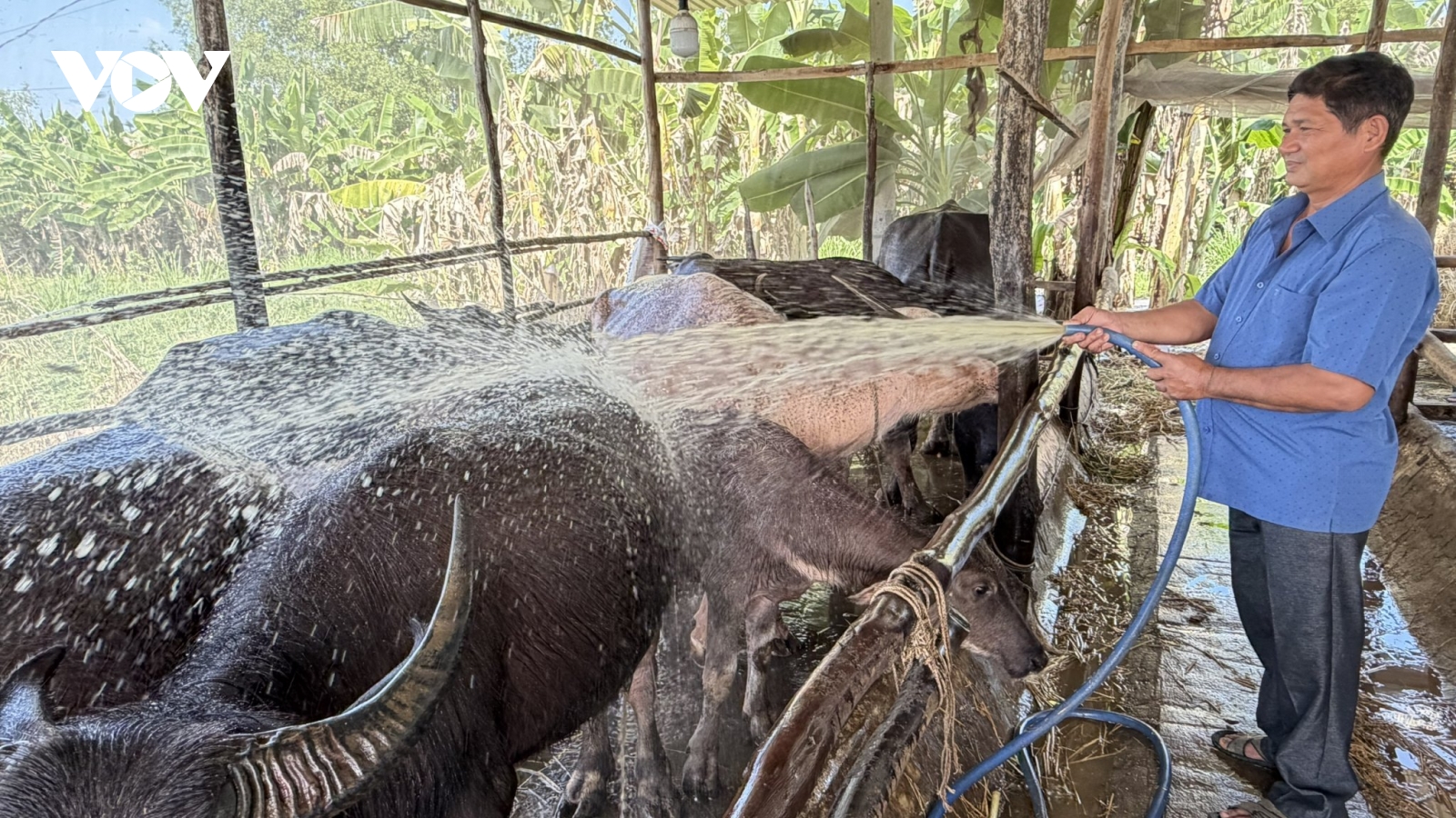 "Đổi đời" từ mô hình vỗ béo trâu, bò