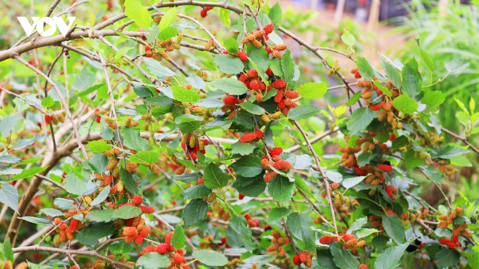 Dâu tằm vào vụ: Người dân Hát Môn tất bật, thu nhập tăng cao