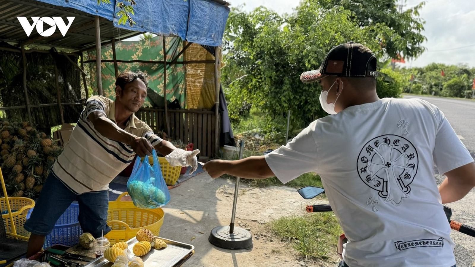 Nông dân Cần Thơ phấn khởi khi giá khóm (dứa) ổn định ở mức cao