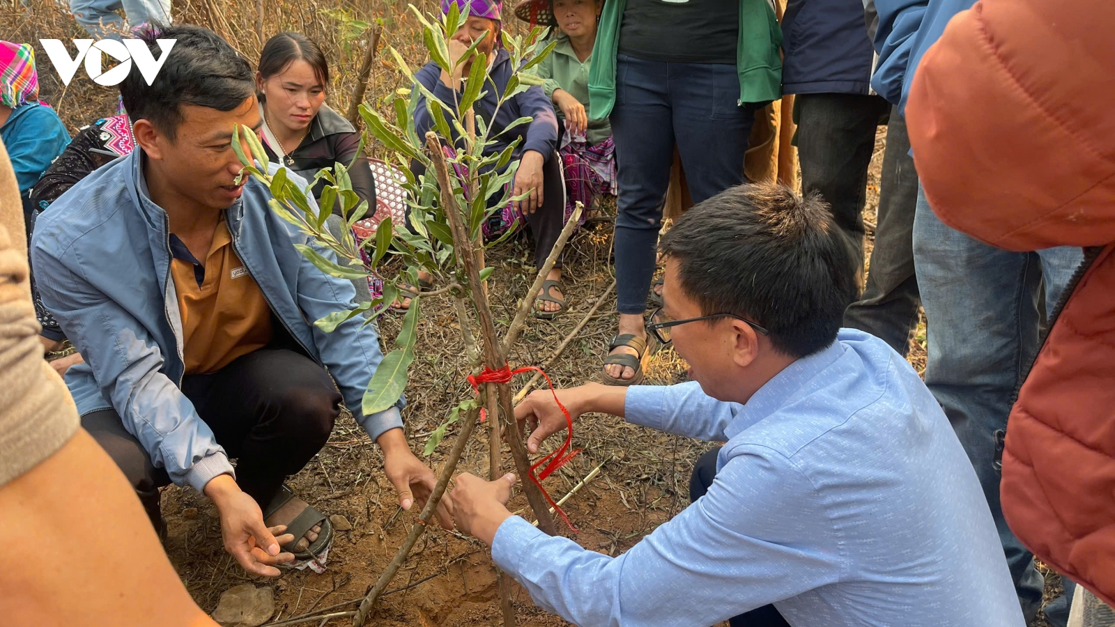 Nậm Kè phát triển 700ha cà phê, mắc ca mở hướng mới phát triển kinh tế vùng biên