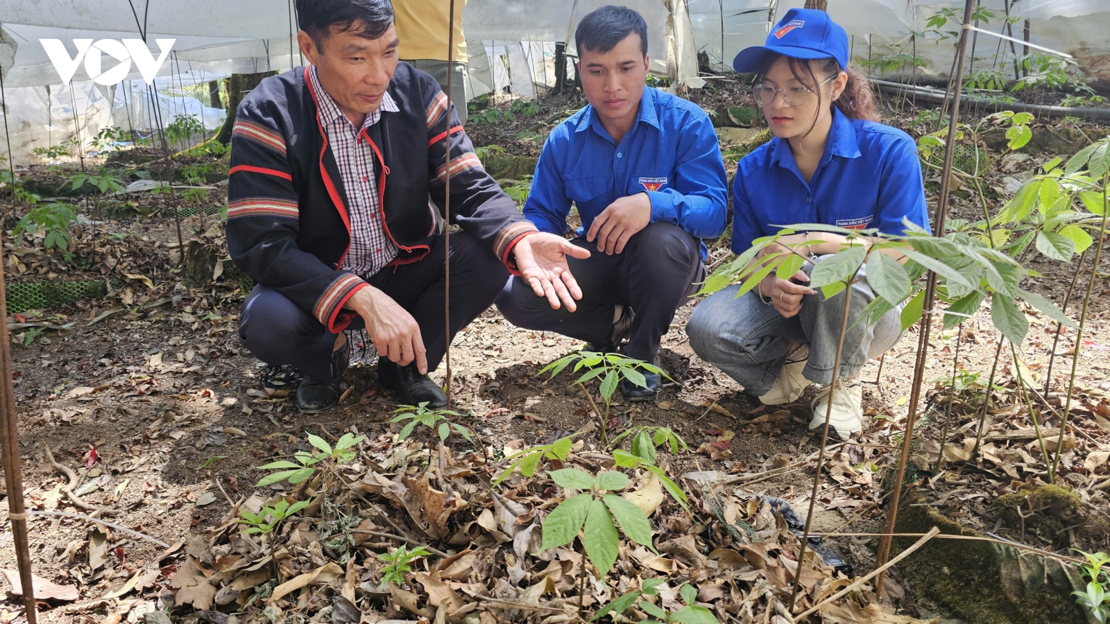 Phát triển sâm Ngọc Linh, từ nghị quyết đến cuộc sống vùng núi Quảng Ngãi