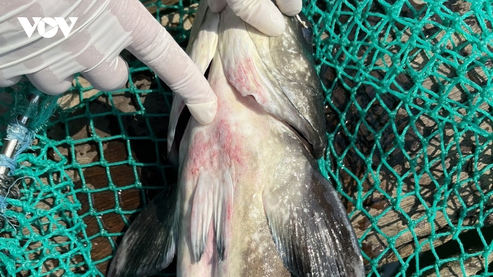 Cá bớp nuôi lồng bè ở Lý Sơn chết hàng loạt