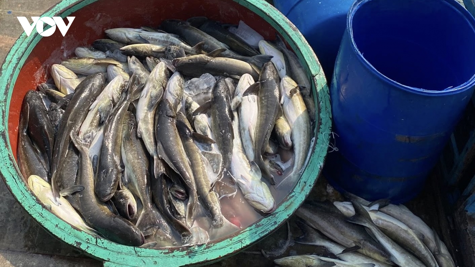 Cá bớp nuôi lồng ở Lý Sơn chết hơn 90 tấn, thiệt hại hơn 16 tỷ đồng