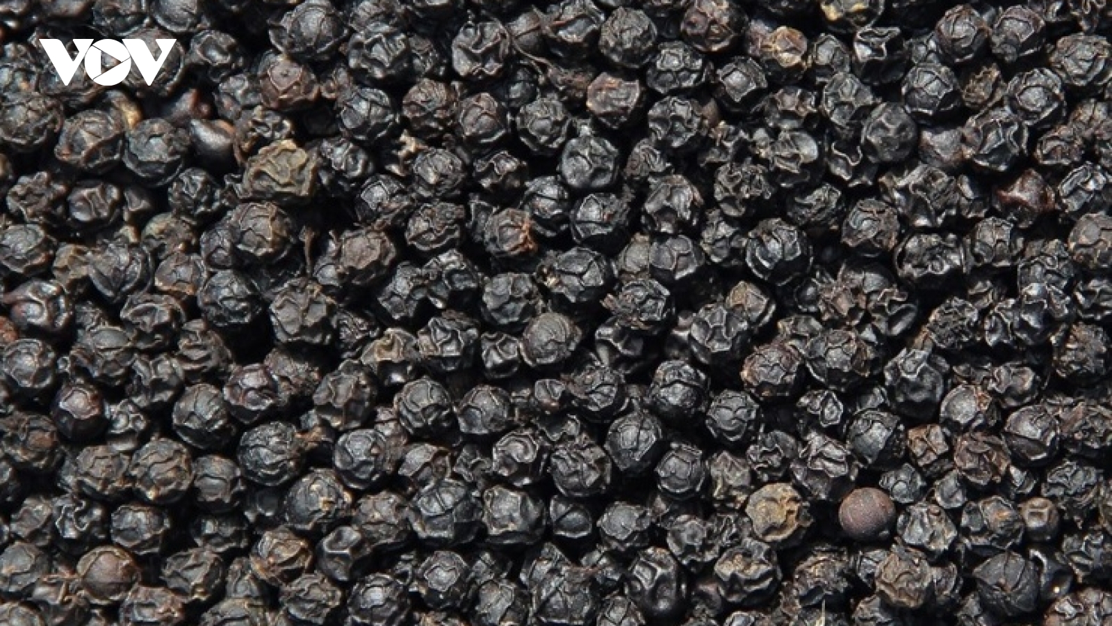 Ba quốc gia ồ ạt gom mua “vàng đen” của Việt Nam