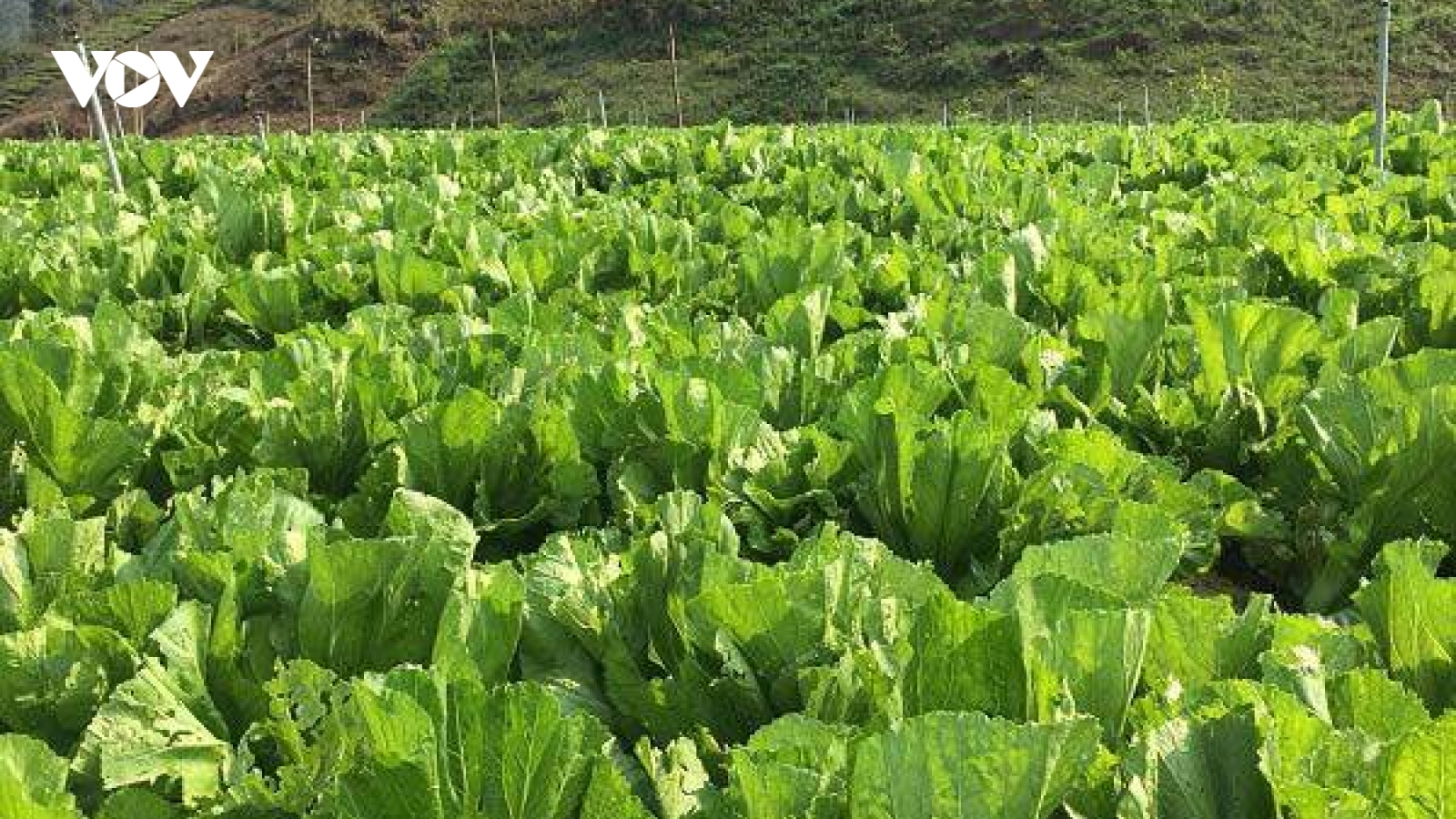 Loại rau xưa mọc đầy vườn chẳng ai ăn, nay được coi như "nhân sâm nhà nghèo”