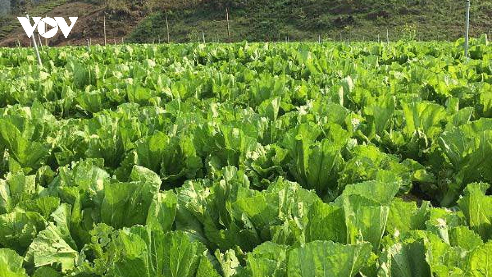 Loại rau xưa mọc đầy vườn chẳng ai ăn, nay được coi như "nhân sâm nhà nghèo”