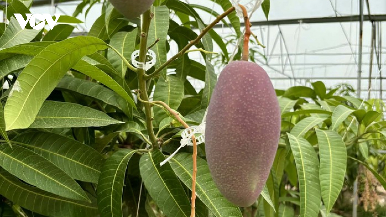 Trồng thành công giống xoài đắt đỏ nhất thế giới ngay tại TP.HCM