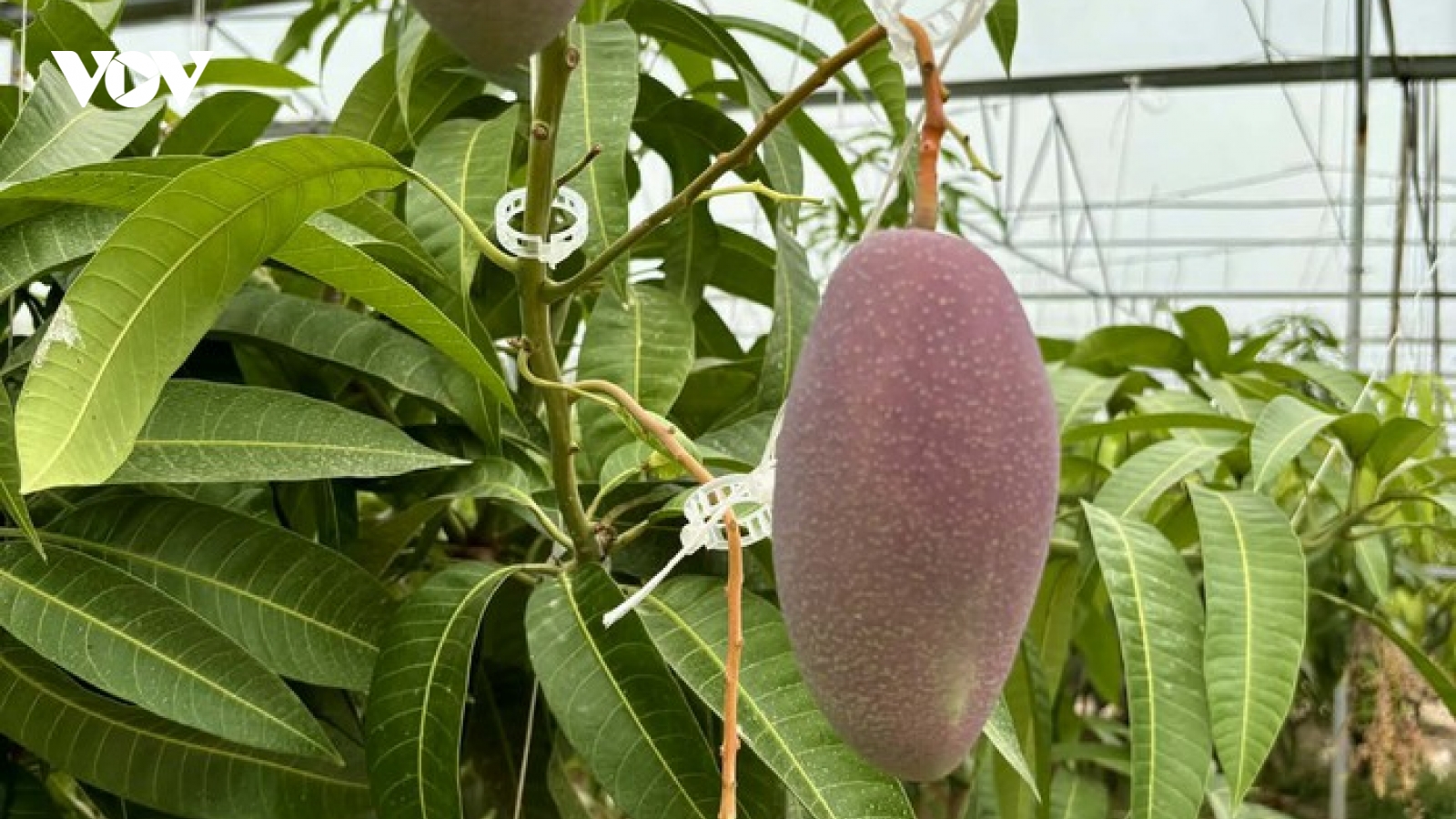 Trồng thành công giống xoài đắt đỏ nhất thế giới ngay tại TP.HCM