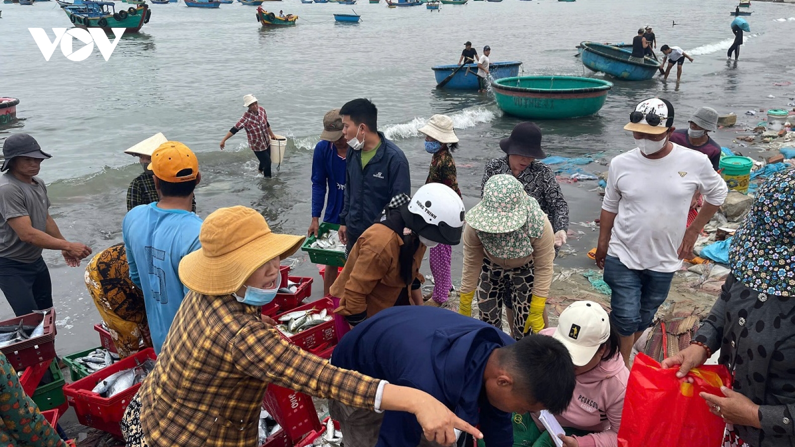 Biển thuận, ngư dân Lâm Đồng bội thu