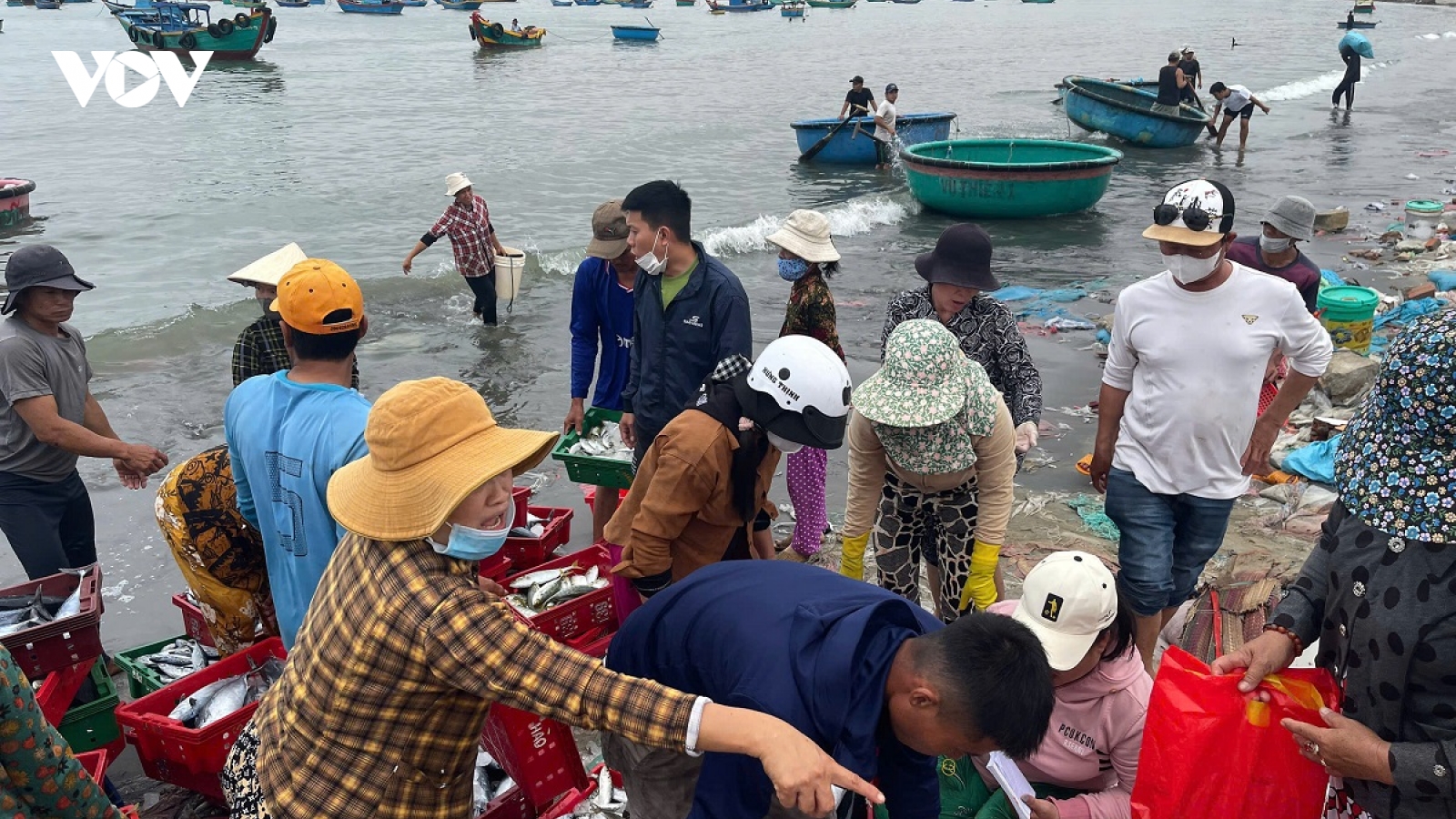 Biển thuận, ngư dân Lâm Đồng bội thu