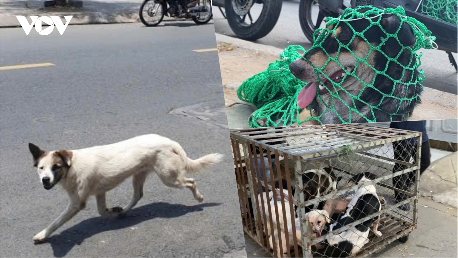 Xử lý chó thả rông tại TP.HCM: Nơi quyết liệt, nơi bỏ ngỏ