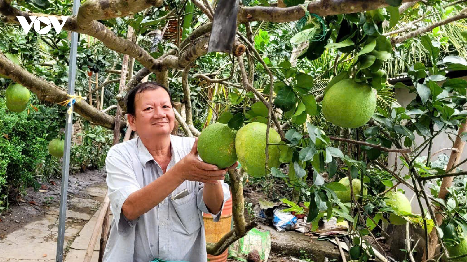 Fruit exports to China set to surge as pomelo and lemon gain market access