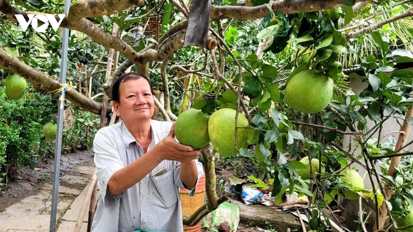 Fruit exports to China set to surge as pomelo and lemon gain market access