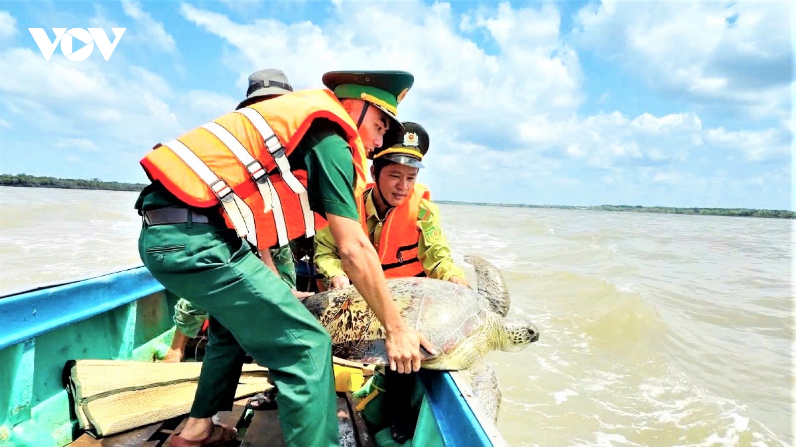 Thả kỳ đà hoa và vích biển 60kg về tự nhiên