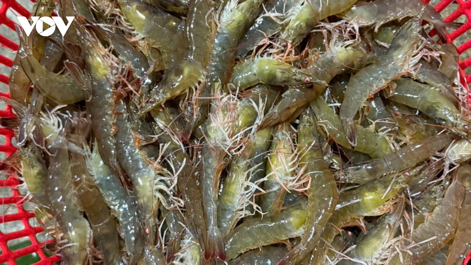 Tôm nuôi được mùa, mất giá, nông dân Đà Nẵng giảm lãi