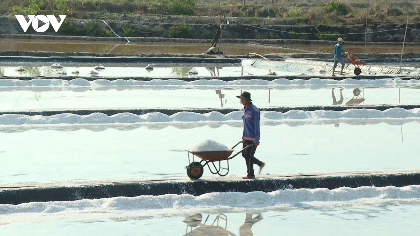 Người làm muối ở Tân Thành vui vì trúng mùa, giá bán ổn định
