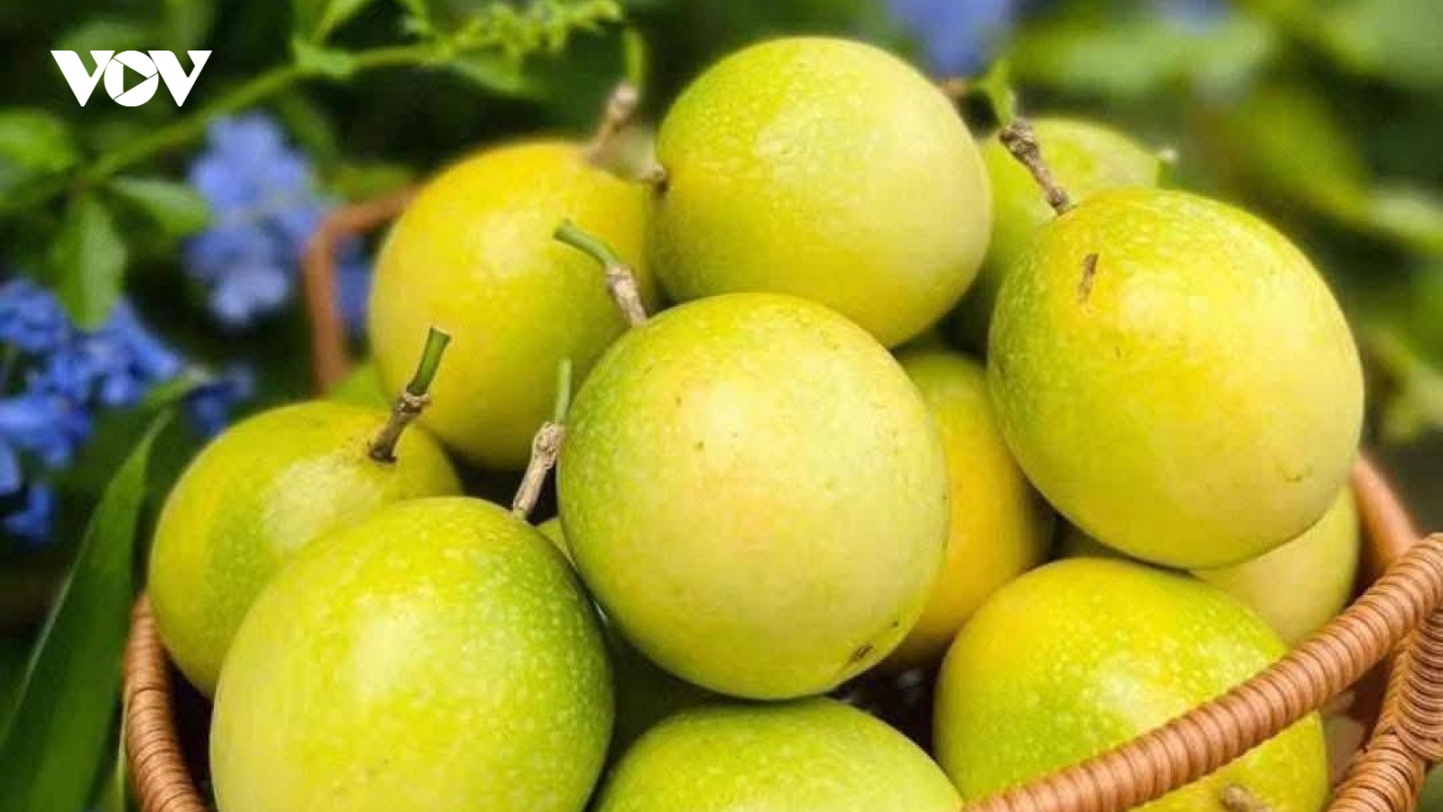 Loại quả vỏ vàng, vị ngọt thơm mùi ổi “hút khách”