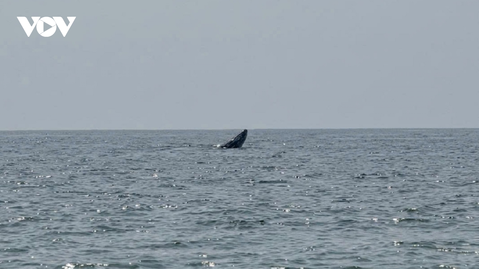 Cá voi xuất hiện ở vùng biển Mũi Né