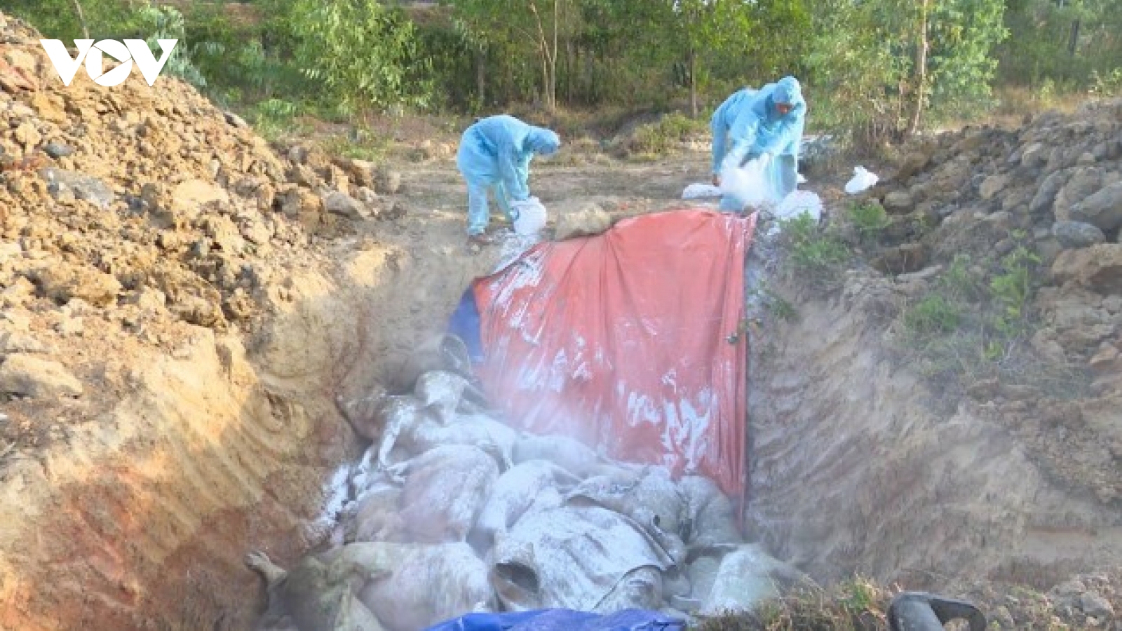 African swine fever outbreaks prompt culling of over 100 pigs in Can Tho