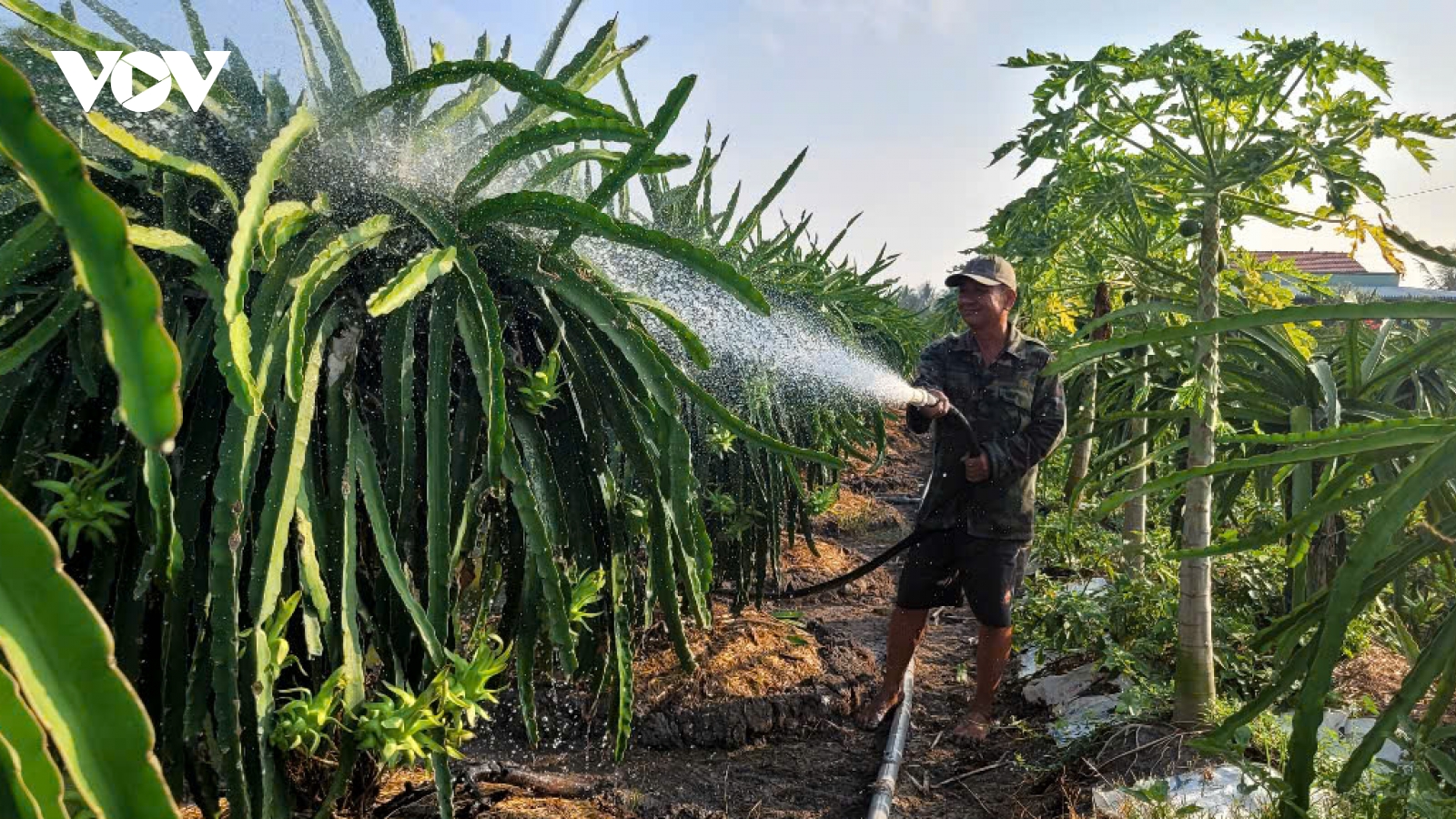 Vườn thanh long tại Đồng Tháp xanh tốt, năng suất cao trong mùa khô hạn