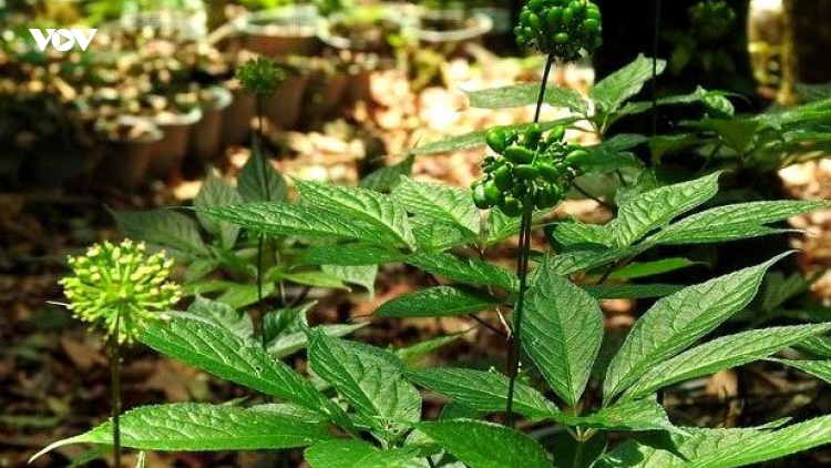 Đà Nẵng đẩy mạnh ứng dụng công nghệ phát triển sâm Ngọc Linh và dược liệu