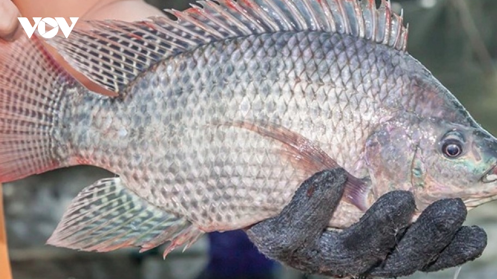Tilapia exports surge despite global market turbulence