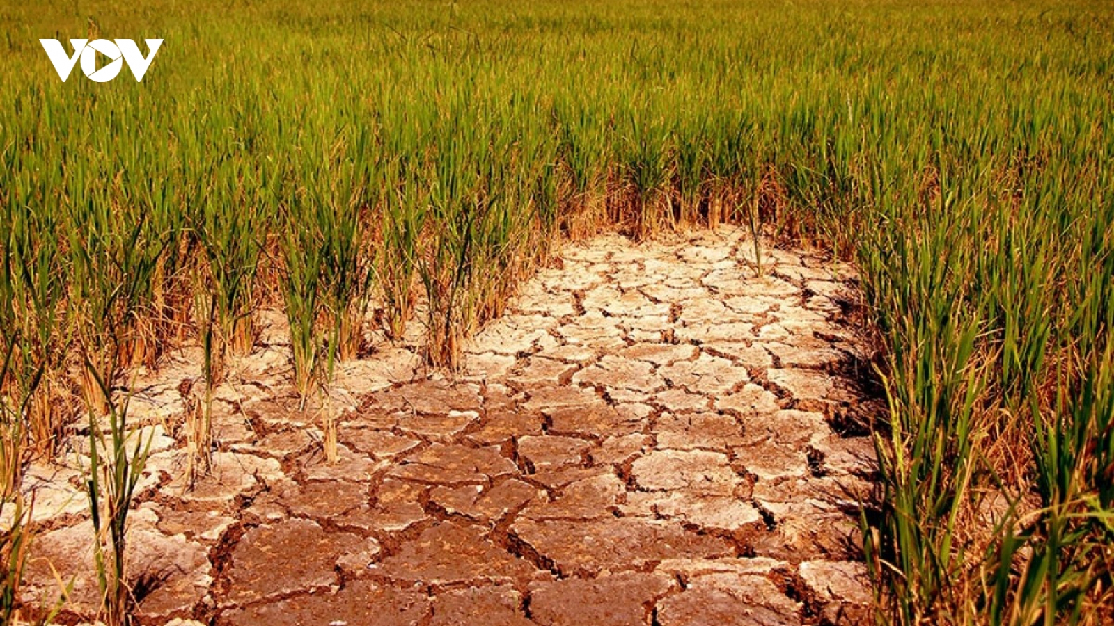 Potential “Super El Nino” in 2026: What could it mean for Vietnam?