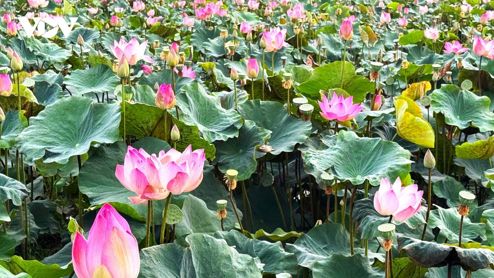 Đồng Tháp tháo gỡ “điểm nghẽn” để ngành hàng sen phát triển bền vững