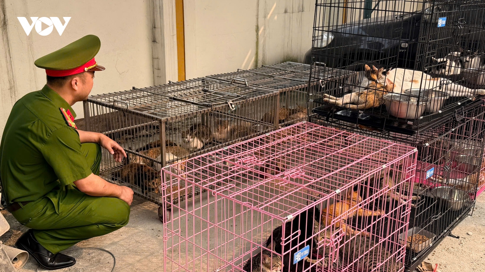 Thủ đoạn của nhóm đối tượng trộm hơn 300 con mèo ở Hà Nội