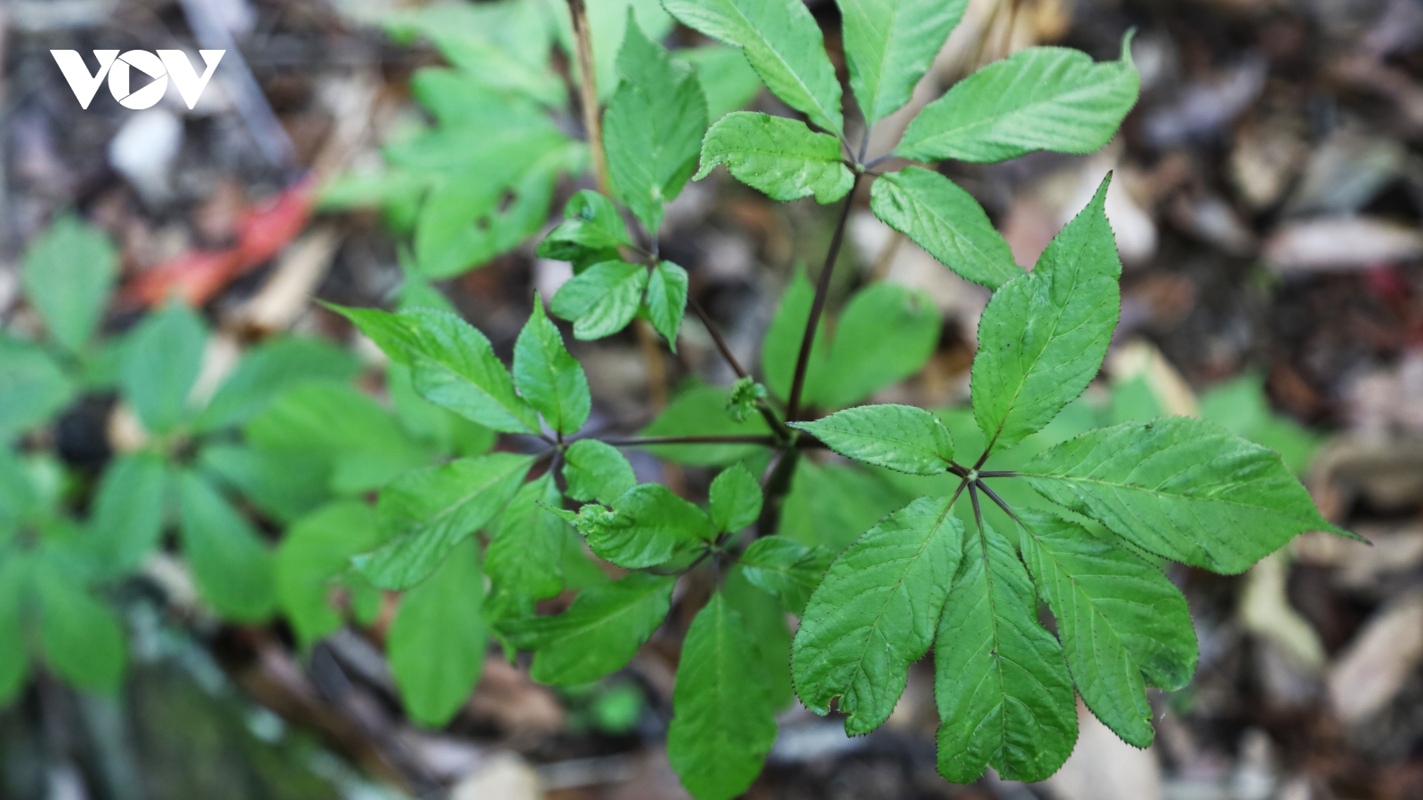 Mùa lá sâm Ngọc Linh, “quốc bảo” hồi sinh sắc xanh