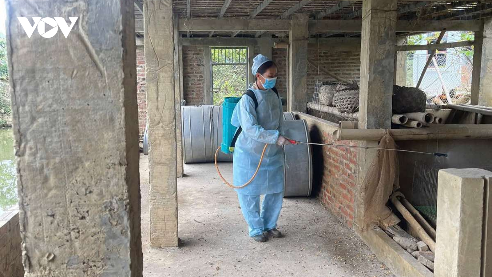 Cao Bằng ngăn dịch tả lợn châu Phi lan rộng