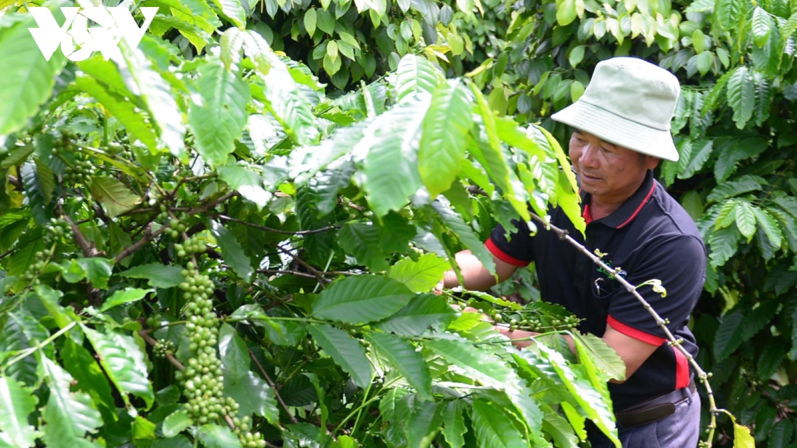 Giá cà phê hôm nay 19/2: Giá cà phê trong nước giảm