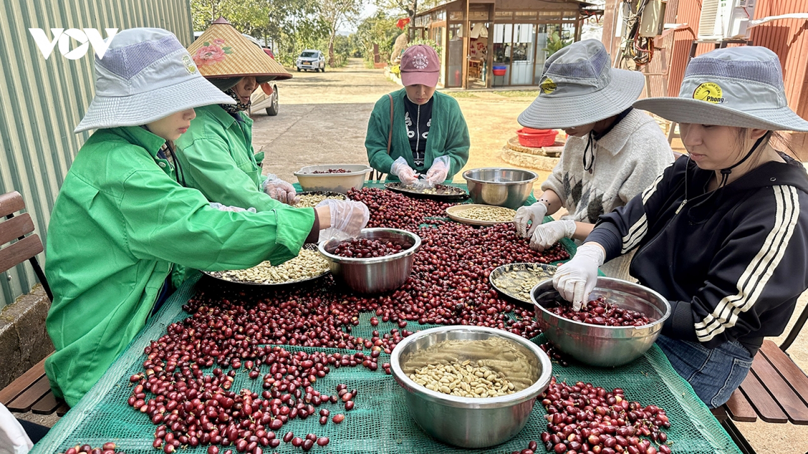 Giá cà phê hôm nay 28/5: Giá cà phê trong nước trung bình ở mức 88.600 đồng/kg